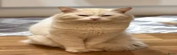 Turkish Angora cats for sale: He is ready to go  - Advert 13