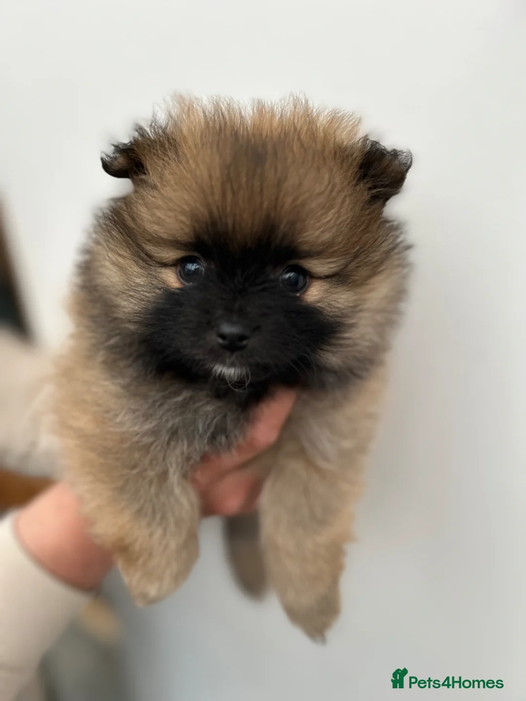 Pomeranian dogs for sale: Teddy bear Pomeranian puppies  - Advert 18