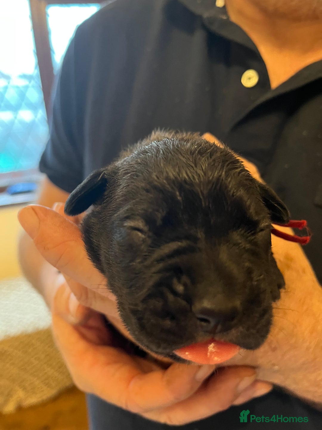 Cane Corso dogs for sale: Cane Corso Puppies  - Advert 6
