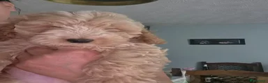 Cockapoo 1