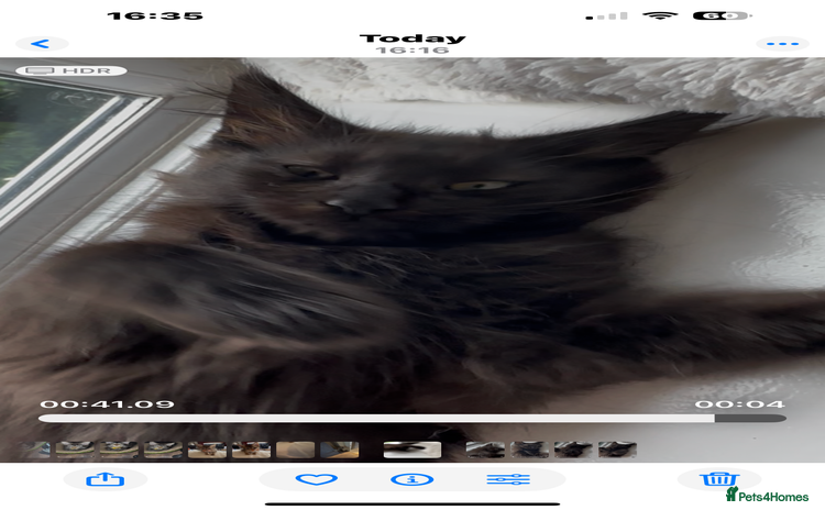 Maine Coon cats - Advert 3