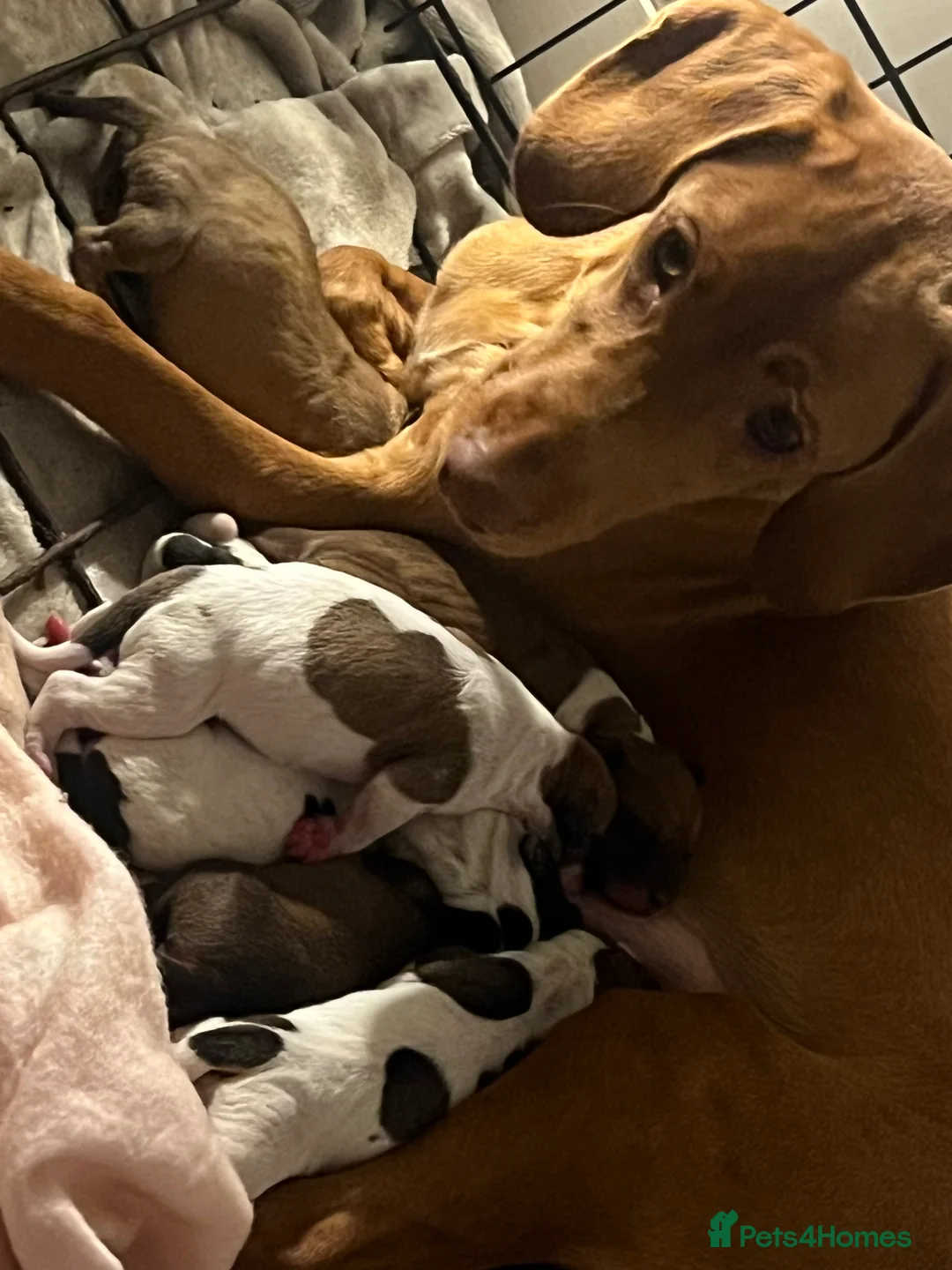 Mixed Breed dogs for sale: Vizsla X Whippet puppies - Advert 5