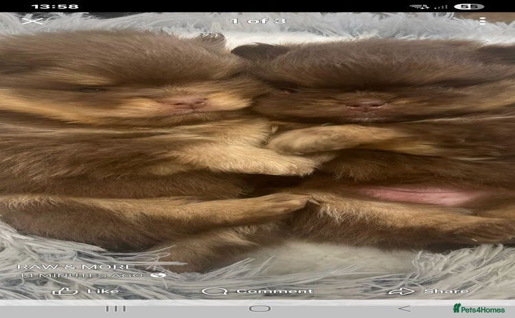 Pomeranian dogs Pomeranian puppies  - Advert 3