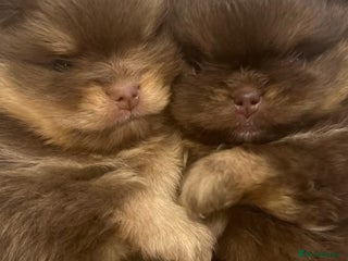Pomeranian dogs Pomeranian puppies - Advert 2