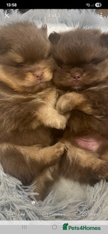 Pomeranian dogs Pomeranian puppies - Advert 3