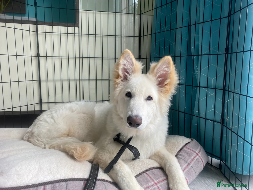 Gallery Image {{count}}