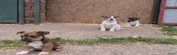 Jack Russell dogs for sale: Jack Russell Puppies - Advert 18