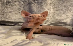 Sphynx cats for sale: Beautiful sphynx kittens - Image 2