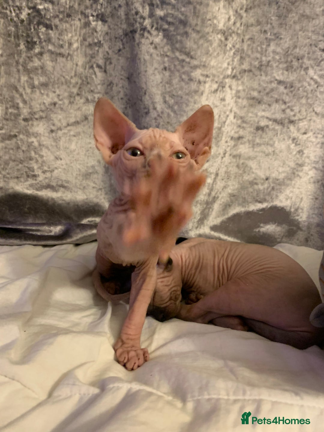 Sphynx cats for sale: Beautiful sphynx kittens - Image 2