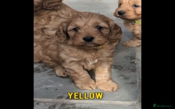 Cockapoo dogs for sale: 1 x Beautiful Red Cockerpoo Pup For Sale - Image 14