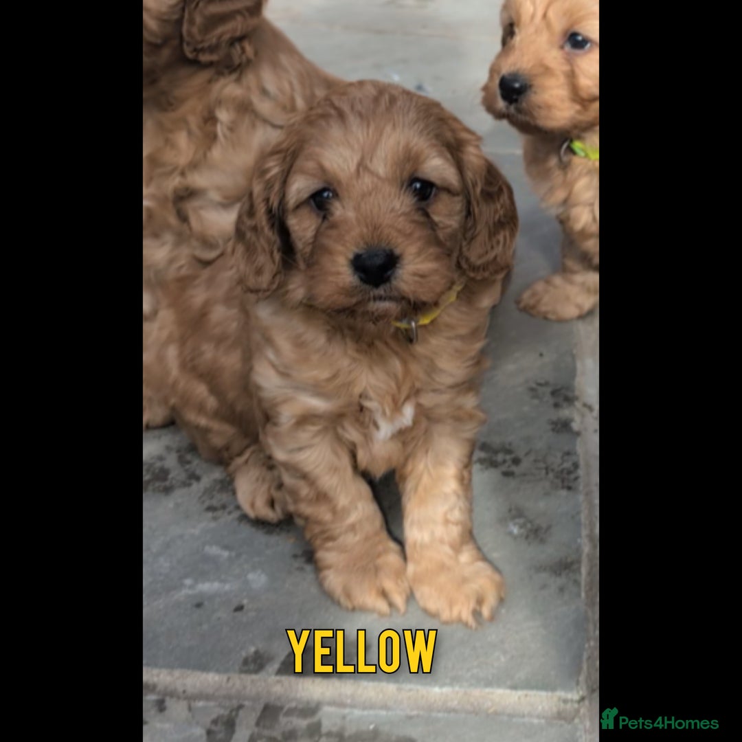 Cockapoo dogs for sale: 1 x Beautiful Red Cockerpoo Pup For Sale - Image 14