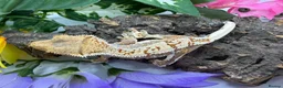 Gecko reptiles for sale: Crested gecko collection for sale  - Advert 5