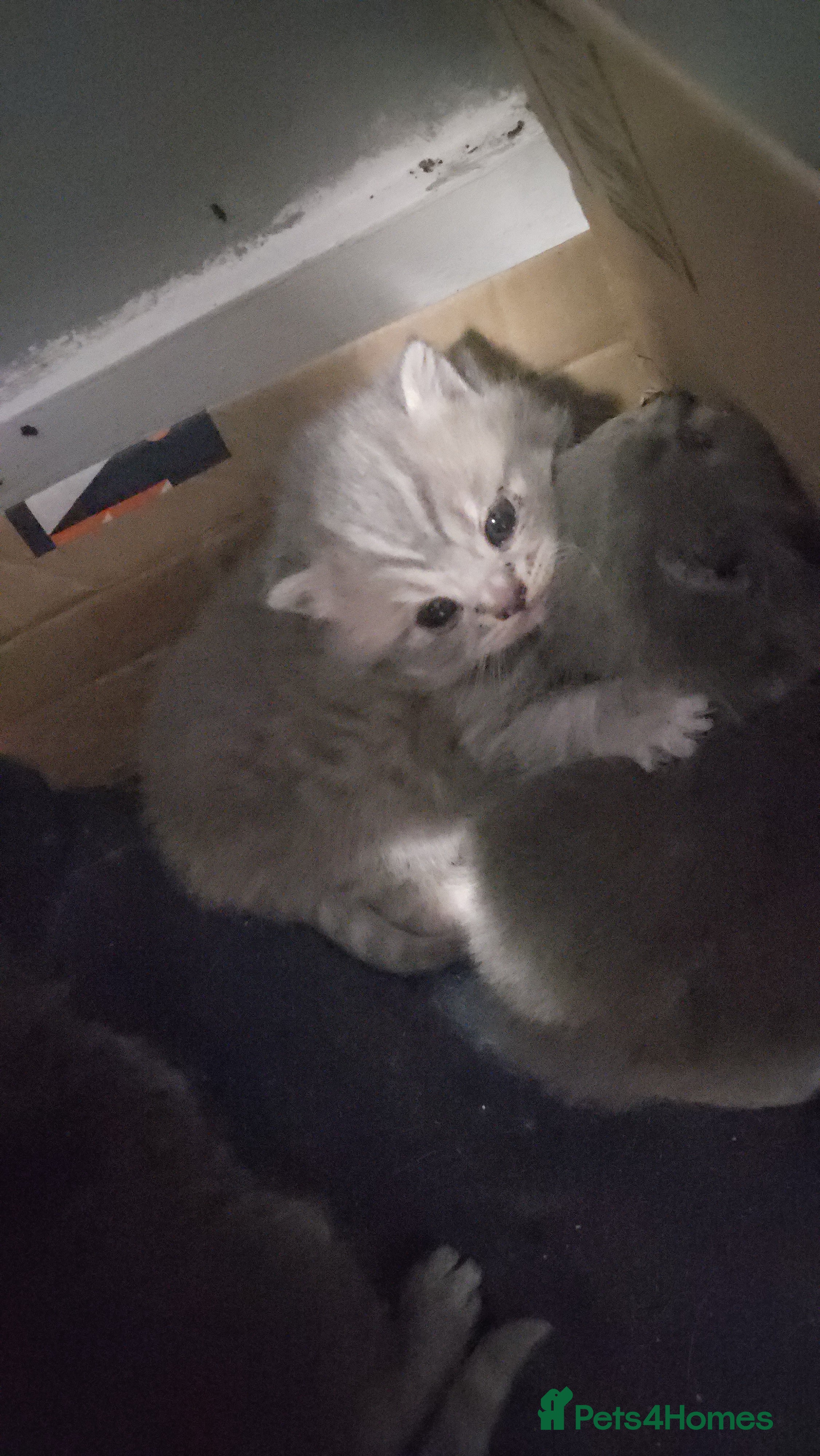 British Shorthair cats THREE BRITISH SHORTHAIR KITTENS FOR SALE - Advert 14