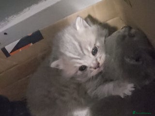 British Shorthair cats THREE BRITISH SHORTHAIR KITTENS FOR SALE - Advert 2