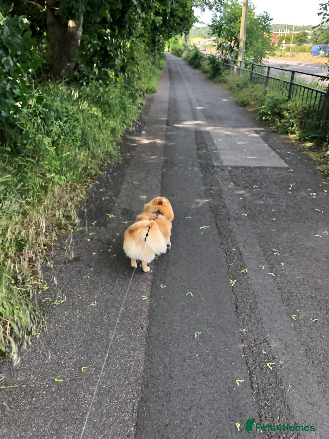 Pomeranian dogs for sale: Pomerain male dog for sale - Image 3