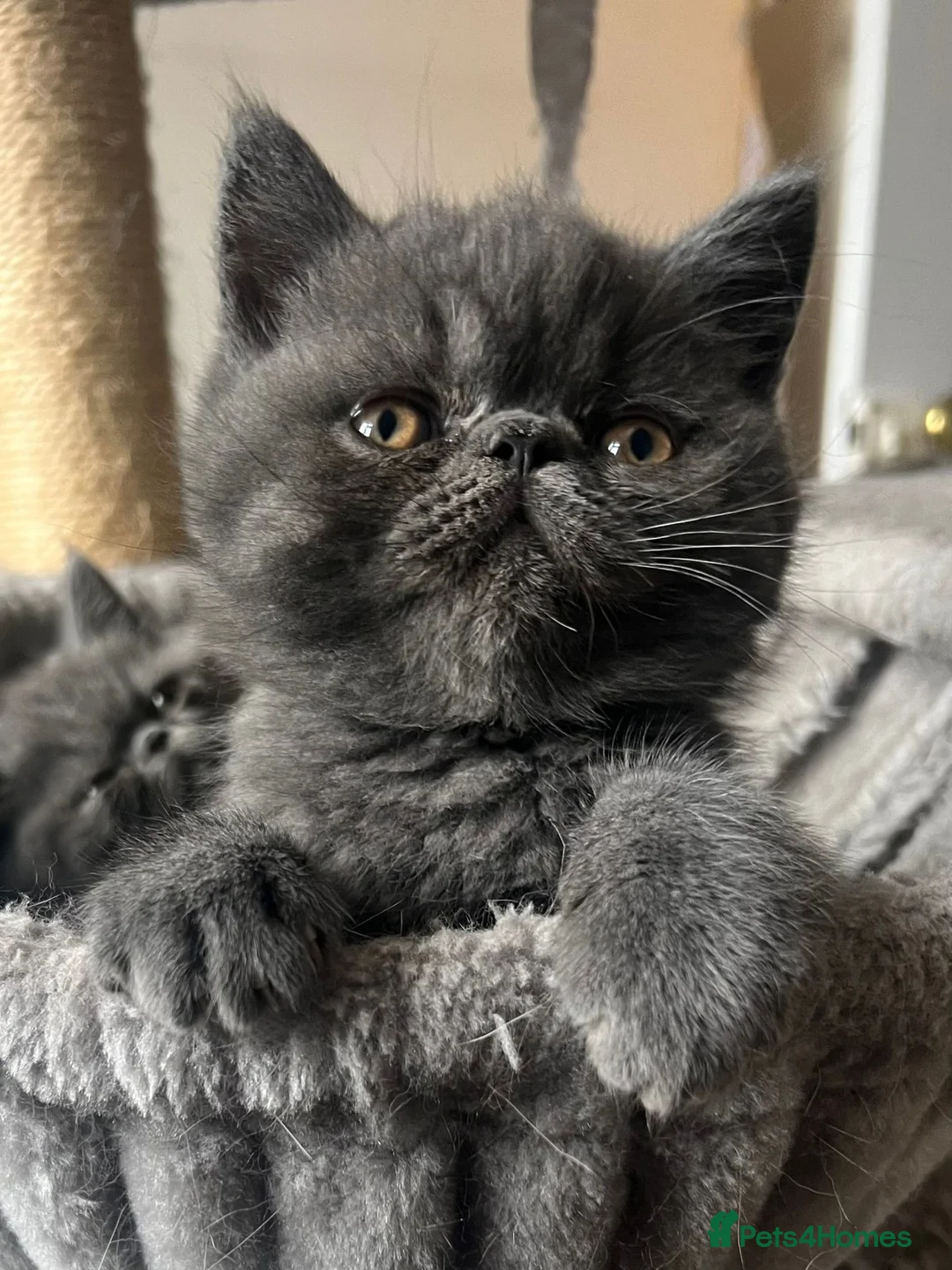 Persian cats for stud: GCCF REGISTERED PERSIAN STUD CHAMPION LINES PROVEN in London - Advert 23