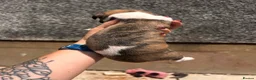 Whippet dogs for sale: One boy, Kennel club registered. - Advert 31