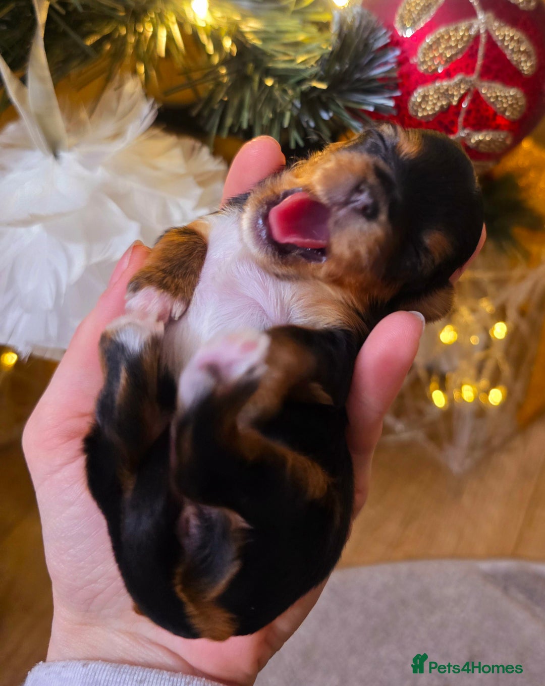 Yorkshire Terrier dogs for sale: Miniature yorkshire terrier puppy - Advert 20