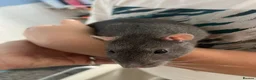 Rat rodents for sale: Two male rats with huge enclosure - Advert 1