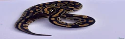 Python Snake reptiles for sale: Mojave ball python in Dorchester - Advert 3