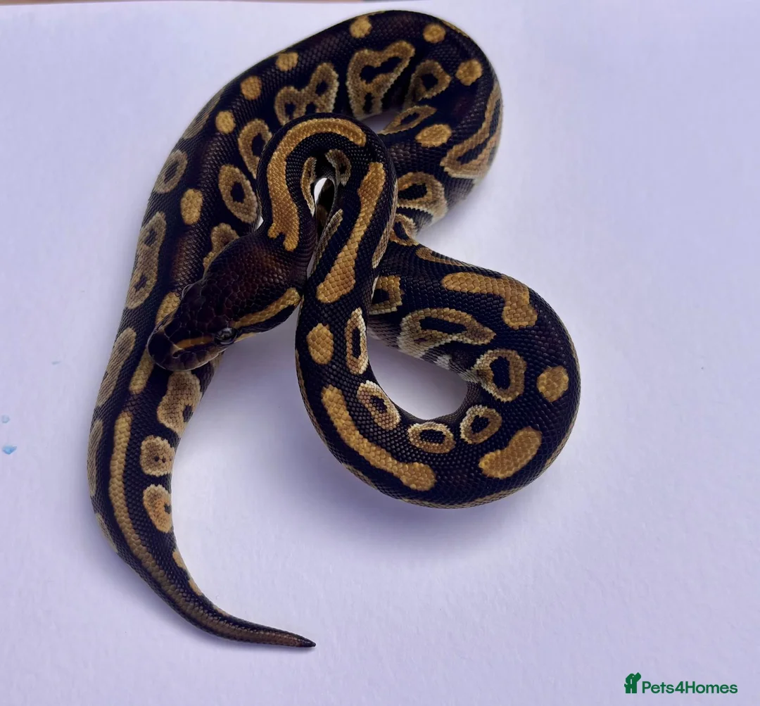 Python Snake reptiles for sale: Mojave ball python in Dorchester - Advert 3