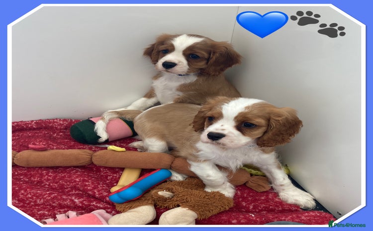 Cavalier King Charles Spaniel dogs - Advert 3
