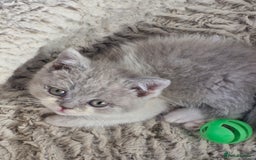 British Shorthair cats for sale: British shorthair and longhair  - Image 6