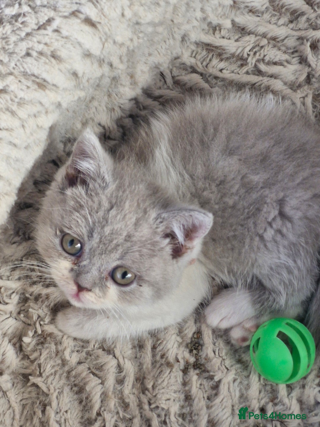 British Shorthair cats for sale: British shorthair and longhair  - Image 6
