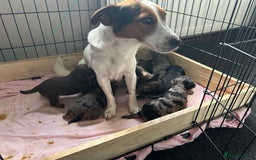 Jackapoo dogs for sale: 🐶🐾 F1 Minature Jackapoos 🐶🐾 - Image 2