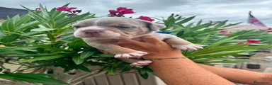 Olde English Bulldogge 1