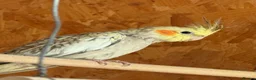 Cockatiels birds for sale: Young beautiful and healthy cocktails and budgies  - Advert 3