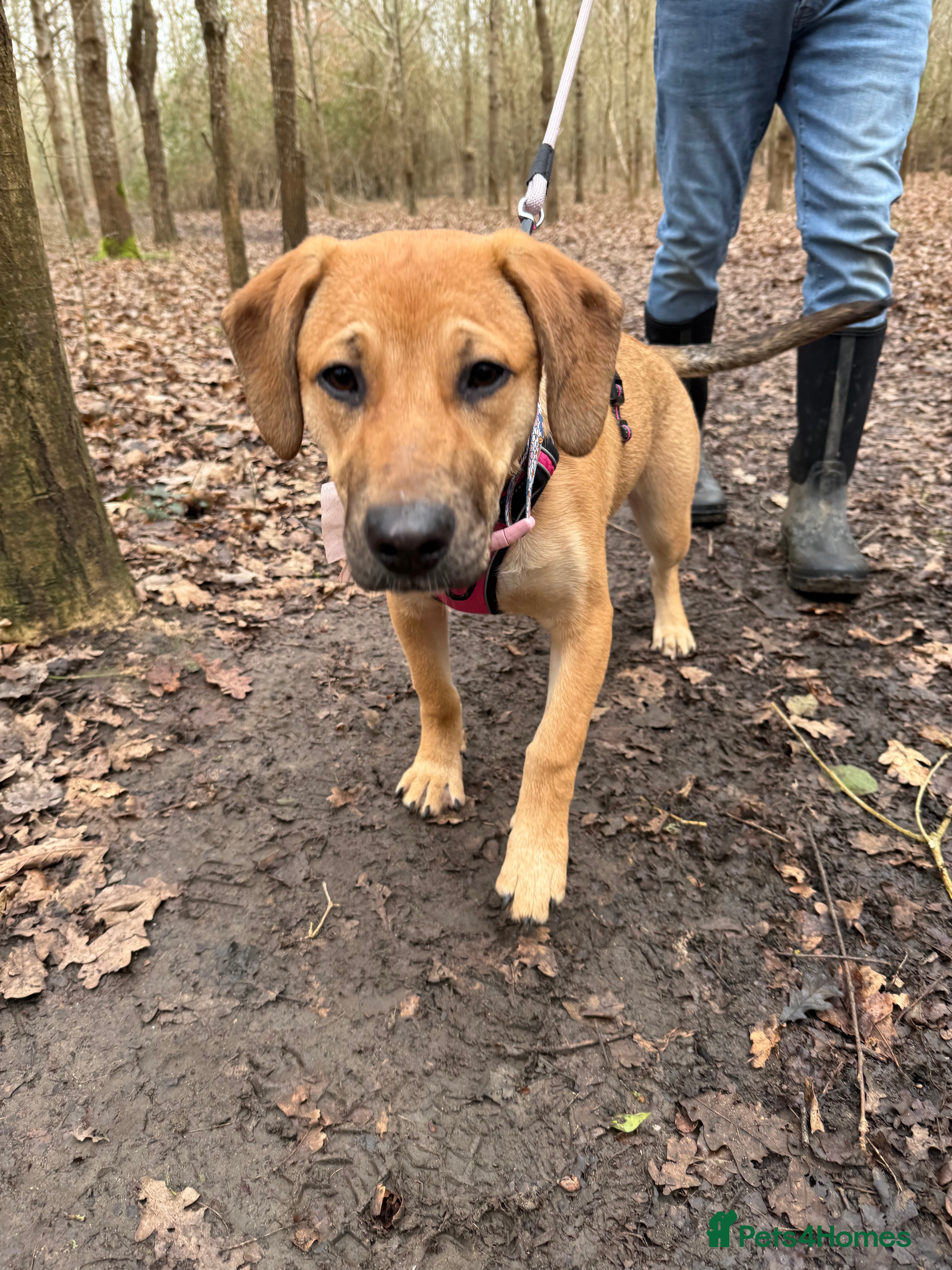 Sheprador dogs German Shepard mix 5 months  - Advert 1