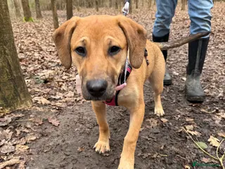 Sheprador dogs German Shepard mix 5 months - Advert 5