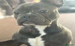 French Bulldog dogs for sale: 7-Month-Old Male French Bulldog for Sale - Image 2