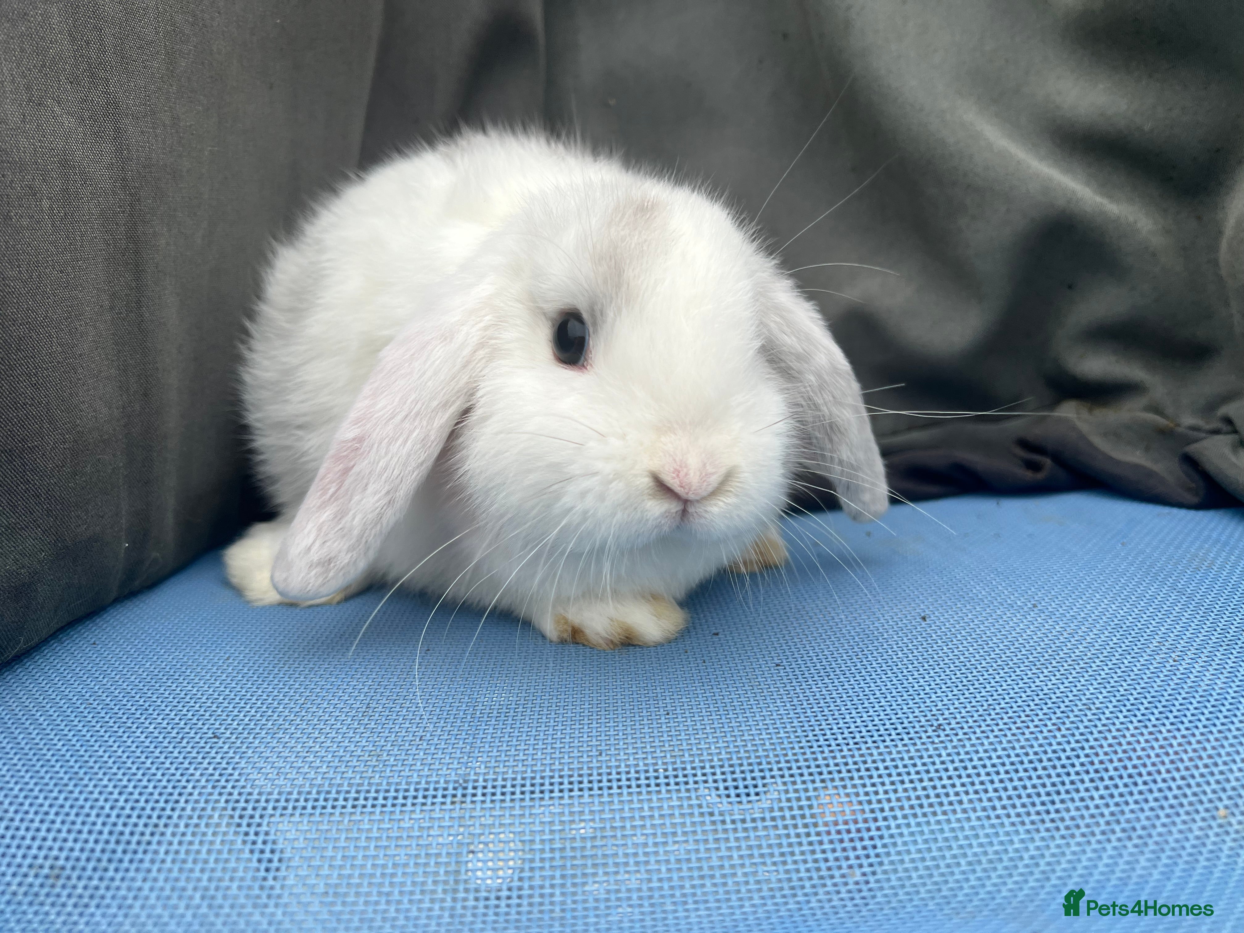 Mini Lop rabbits Lovely Baby Mini Lops - Advert 6