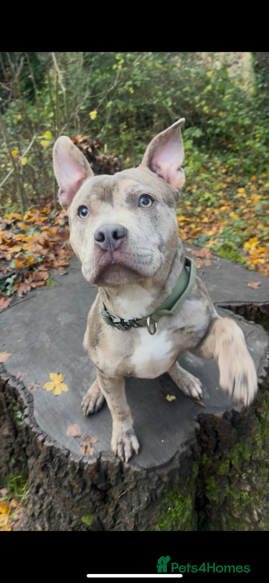 Mixed Breed dogs for sale: Buddy pocket bully cross Staffy  - Advert 2