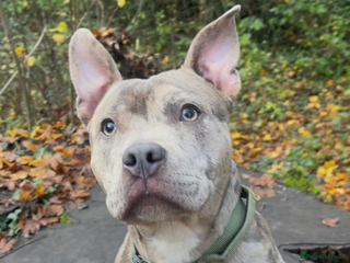 Mixed Breed dogs Buddy pocket bully cross Staffy - Advert 3