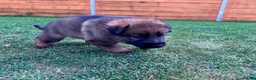 German Shepherd dogs for sale: KC Registered German Shepard Puppies 🐾🐾🐾 - Advert 17