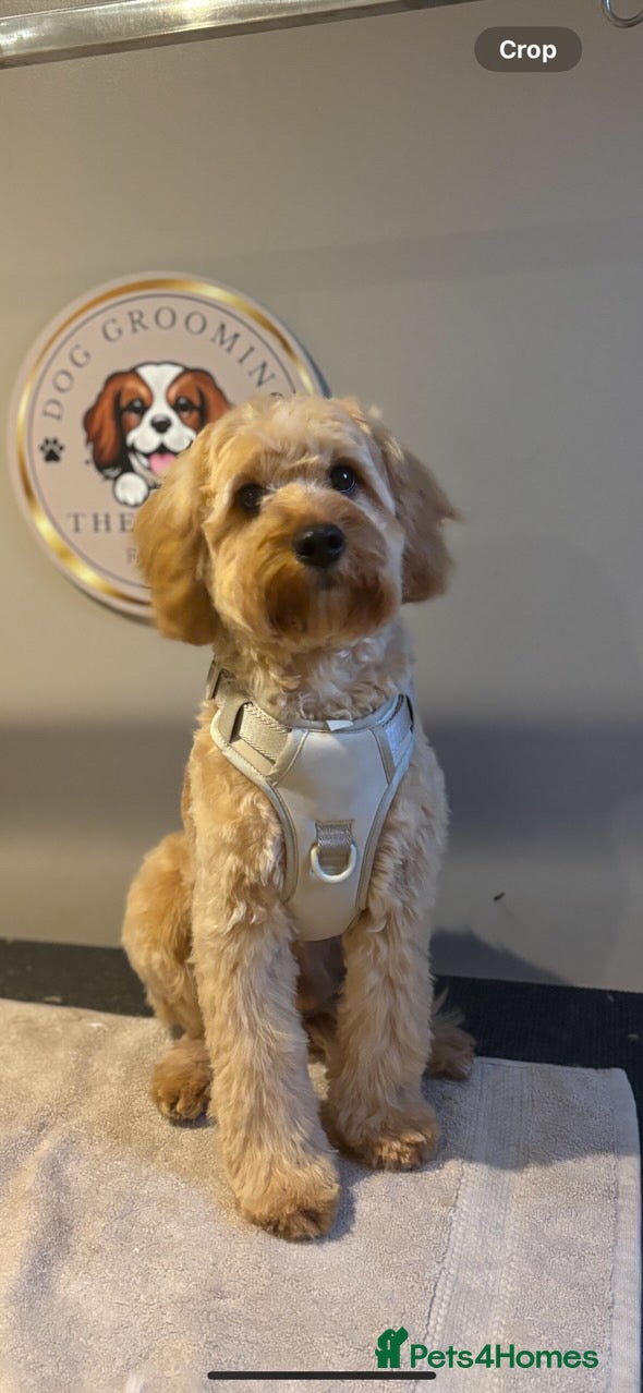 Miniature Poodle dogs Proven F1 Cavapoo for stud  - Advert 6