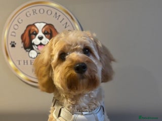 Miniature Poodle dogs Proven F1 Cavapoo for stud - Advert 1