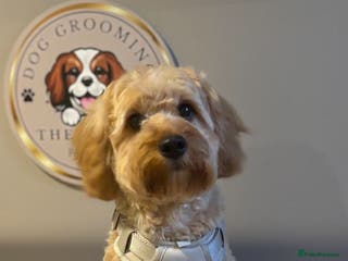 Miniature Poodle dogs Proven F1 Cavapoo for stud - Advert 23