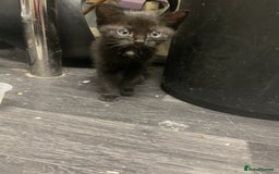 Domestic Shorthair cats for sale: Kittens needing new home! - Image 1