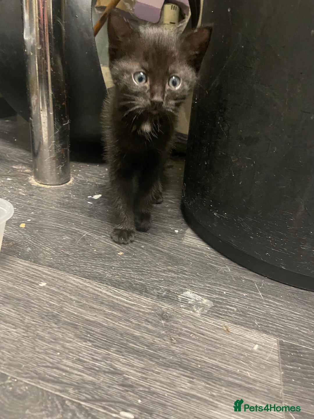 Domestic Shorthair cats for sale: Kittens needing new home! - Image 1
