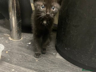 Domestic Shorthair cats - Advert 12