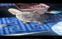 French Bulldog dogs for sale: French bulldog  - Image 1