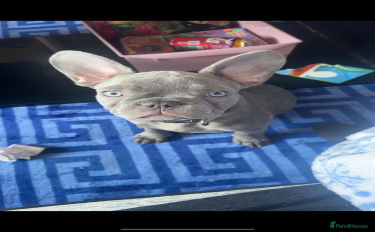 French Bulldog dogs - Advert 3