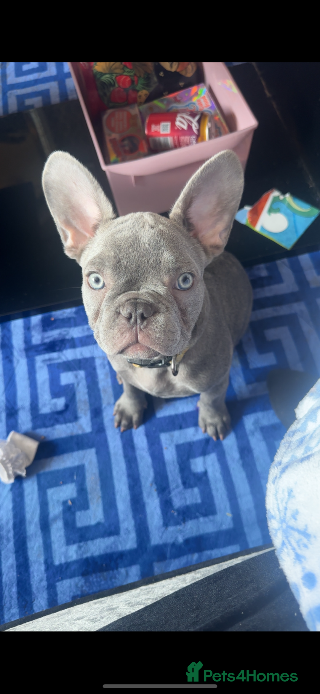 French Bulldog dogs for sale: French bulldog  - Image 1