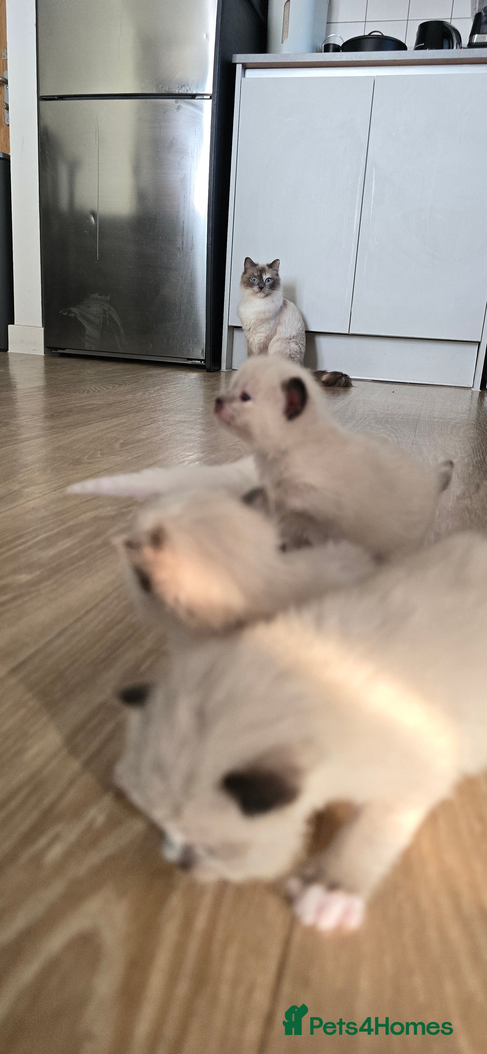 Ragdoll cats 🐾✨ Ragdoll Kittens Available ✨🐾 - Advert 1