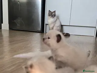 Ragdoll cats 🐾✨ Ragdoll Kittens Available ✨🐾 - Advert 1