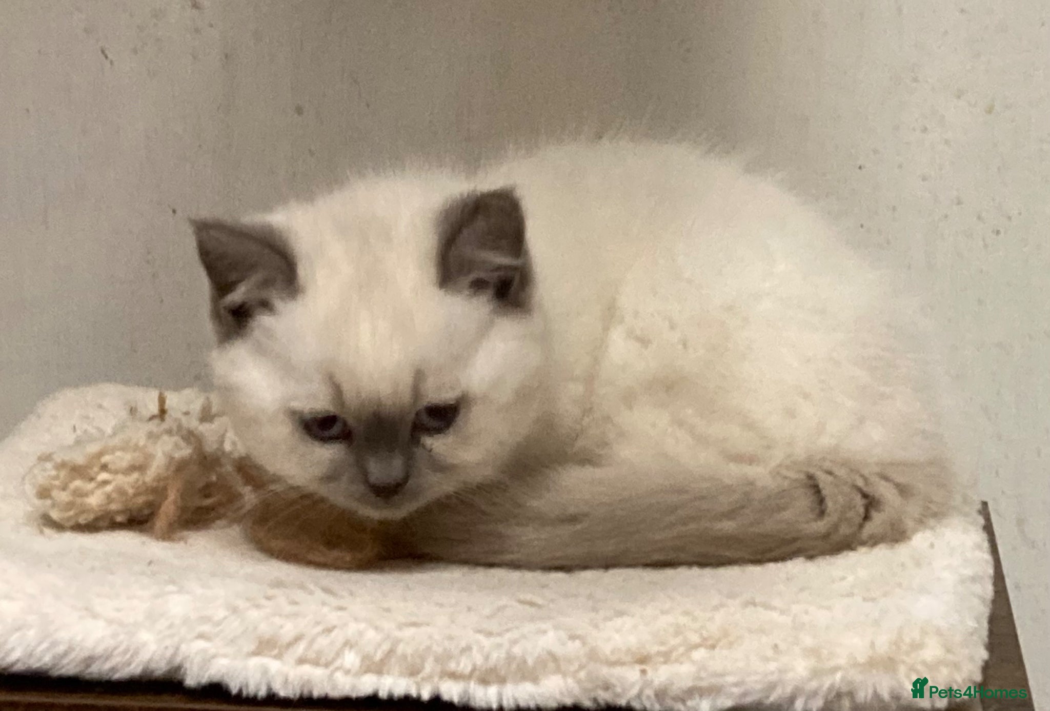 British Shorthair cats Colourpoint British Shorthair Kittens - Advert 5